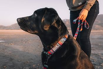 犬マン 犬 首輪 ウルフギャング WOLFGANG HoundsPink COLLAR ( S size